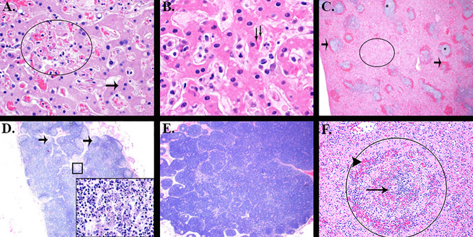Fig 9