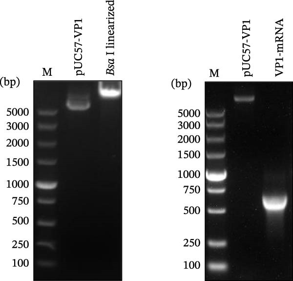Figure 29