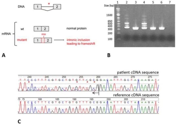 FIGURE 1