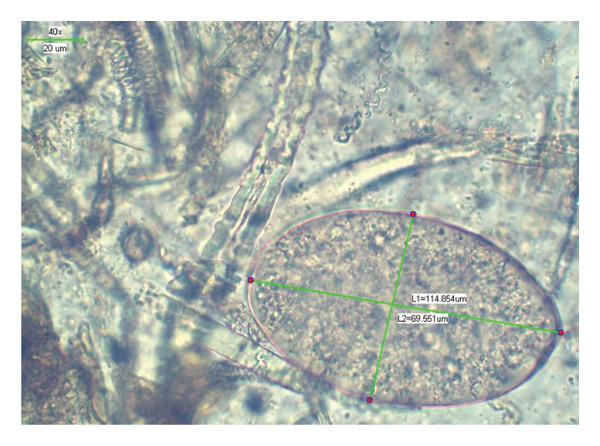 FIGURE 3