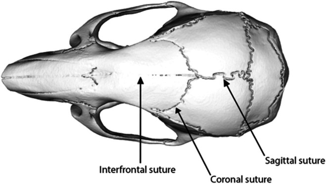FIGURE 1