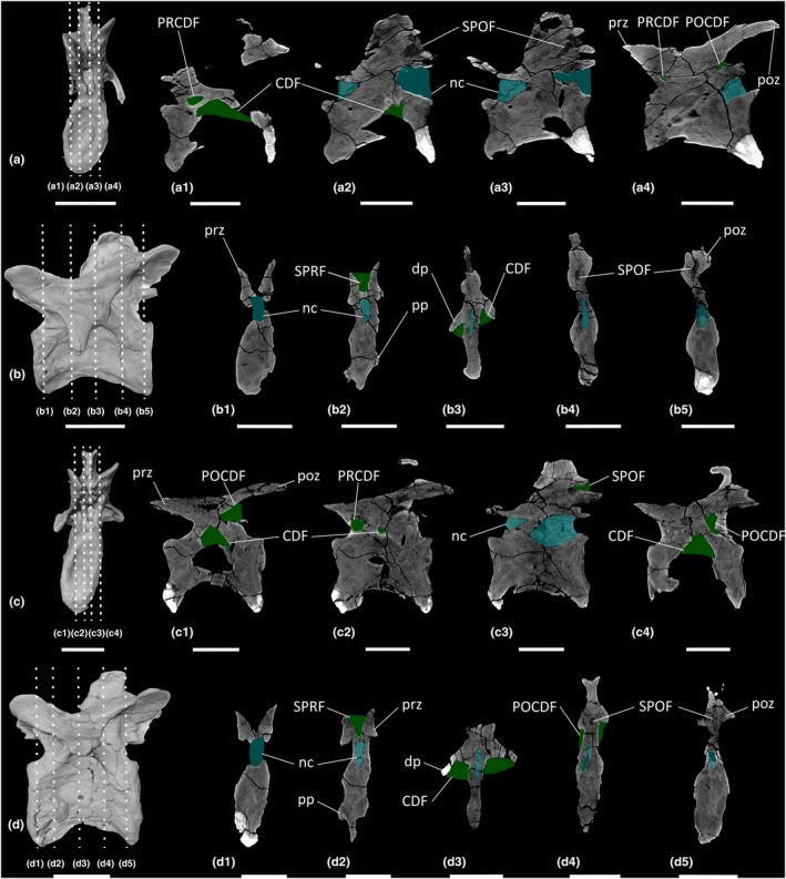 FIGURE 13