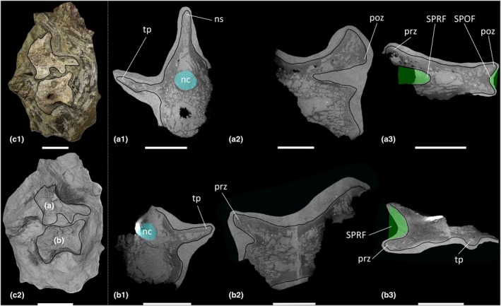 FIGURE 3