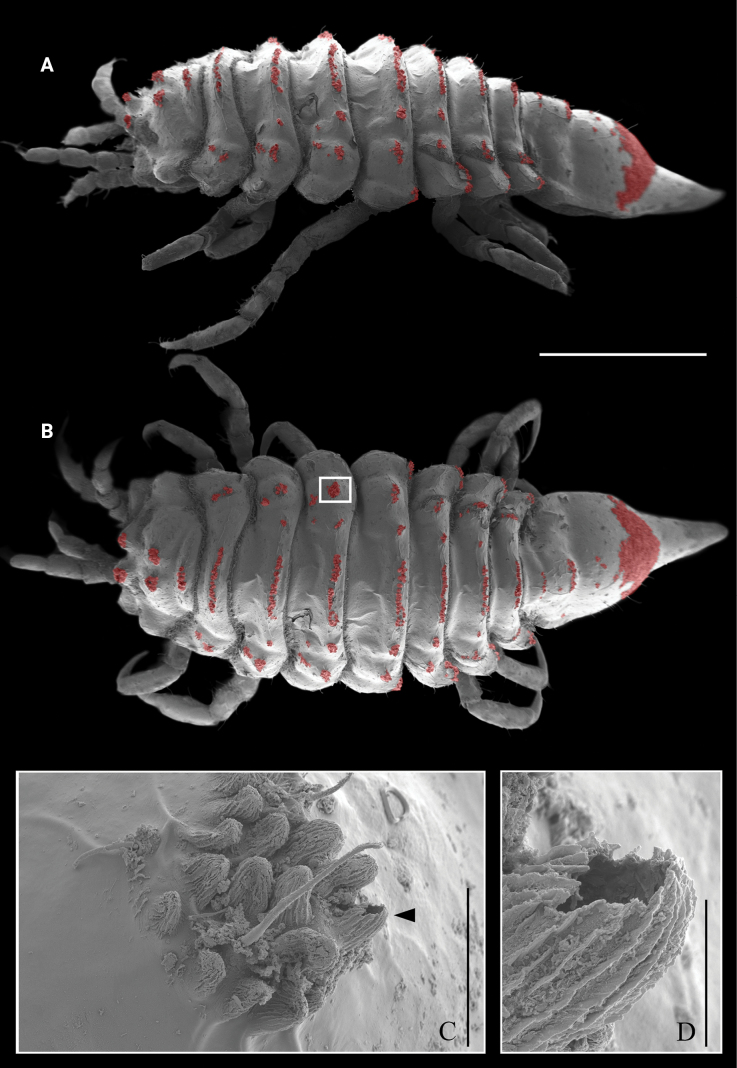 Figure 9