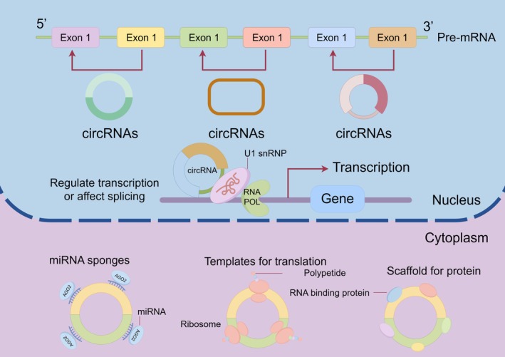 FIGURE 2