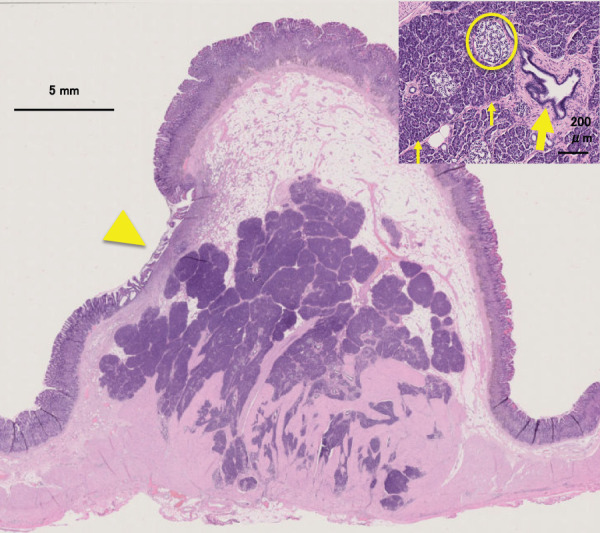 Fig. 5