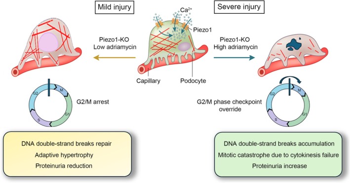FIGURE 4