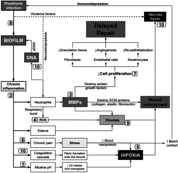 FIGURE 1