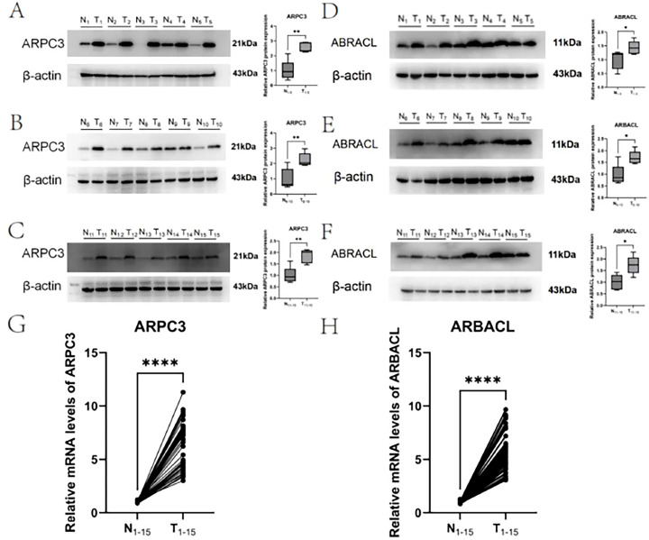 Figure 11