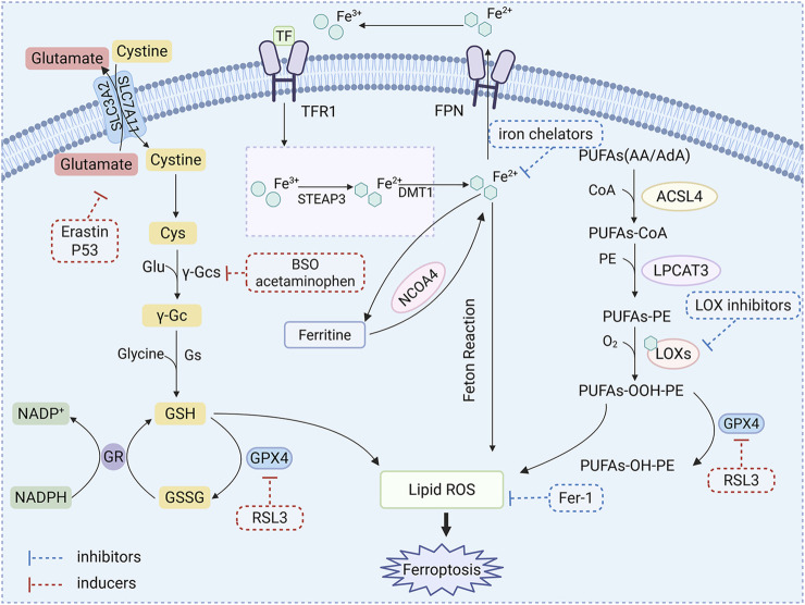 FIGURE 3