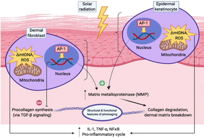 Figure 4