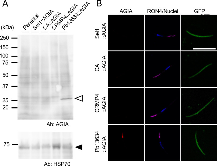 Figure 3