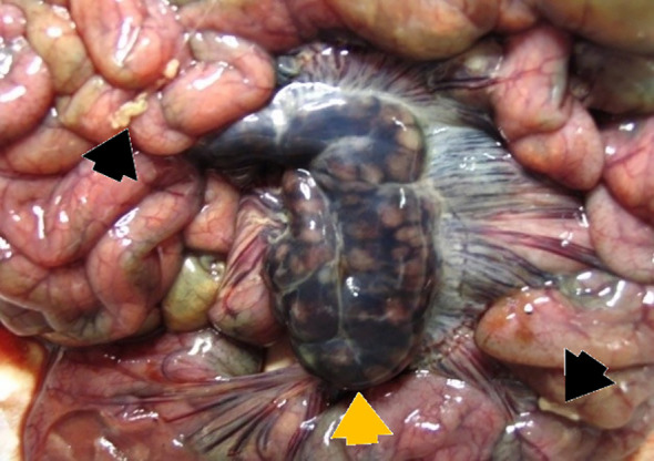 Figure 6