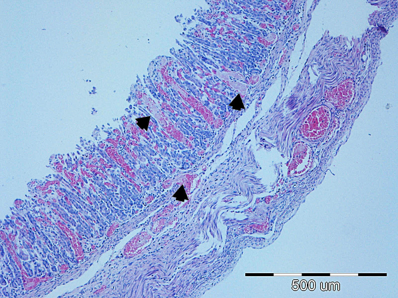 Figure 7