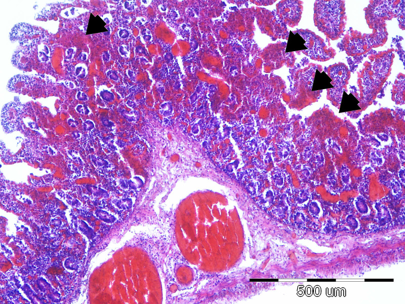 Figure 10