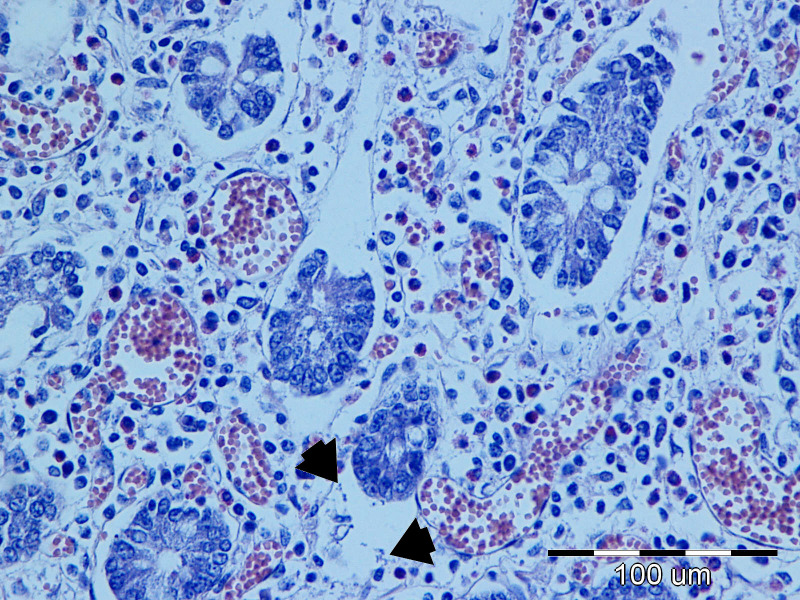 Figure 12