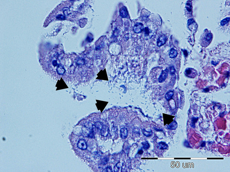 Figure 13