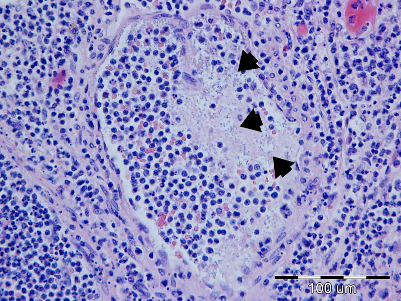 Figure 17