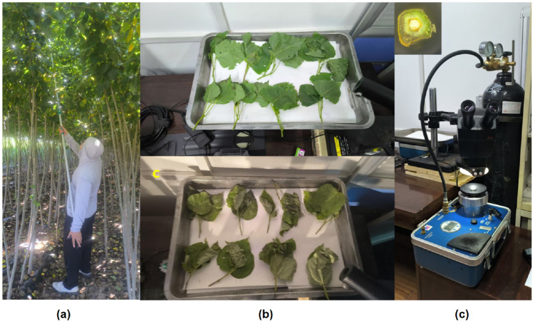 Figure 1