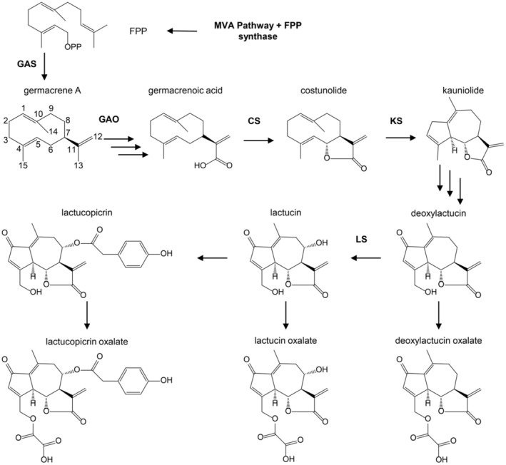 FIGURE 1