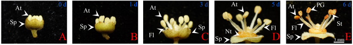 Figure 1