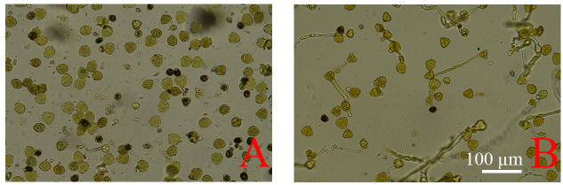Figure 5
