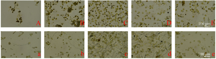 Figure 6