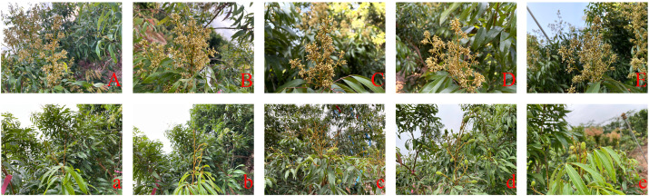 Figure 11
