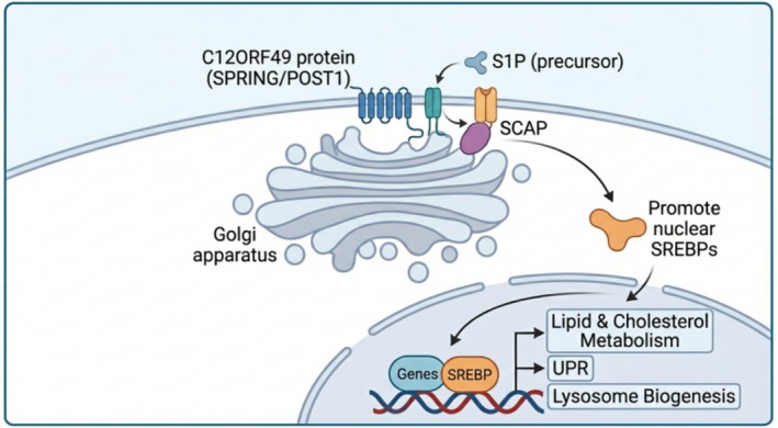 FIGURE 1