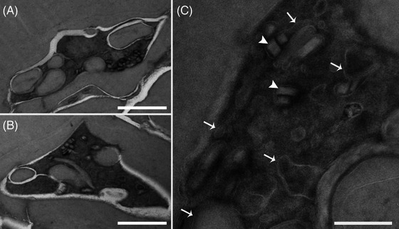 FIGURE 10