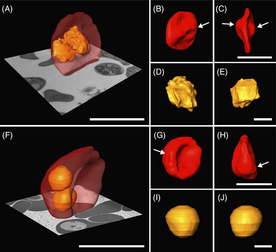 FIGURE 4
