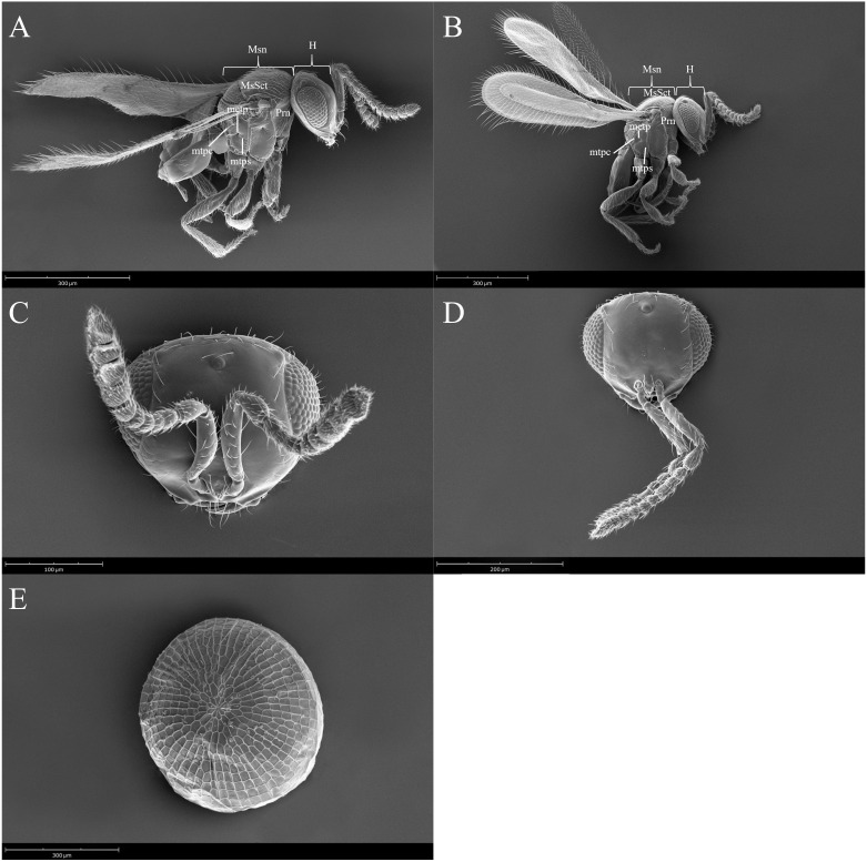 Figure 2