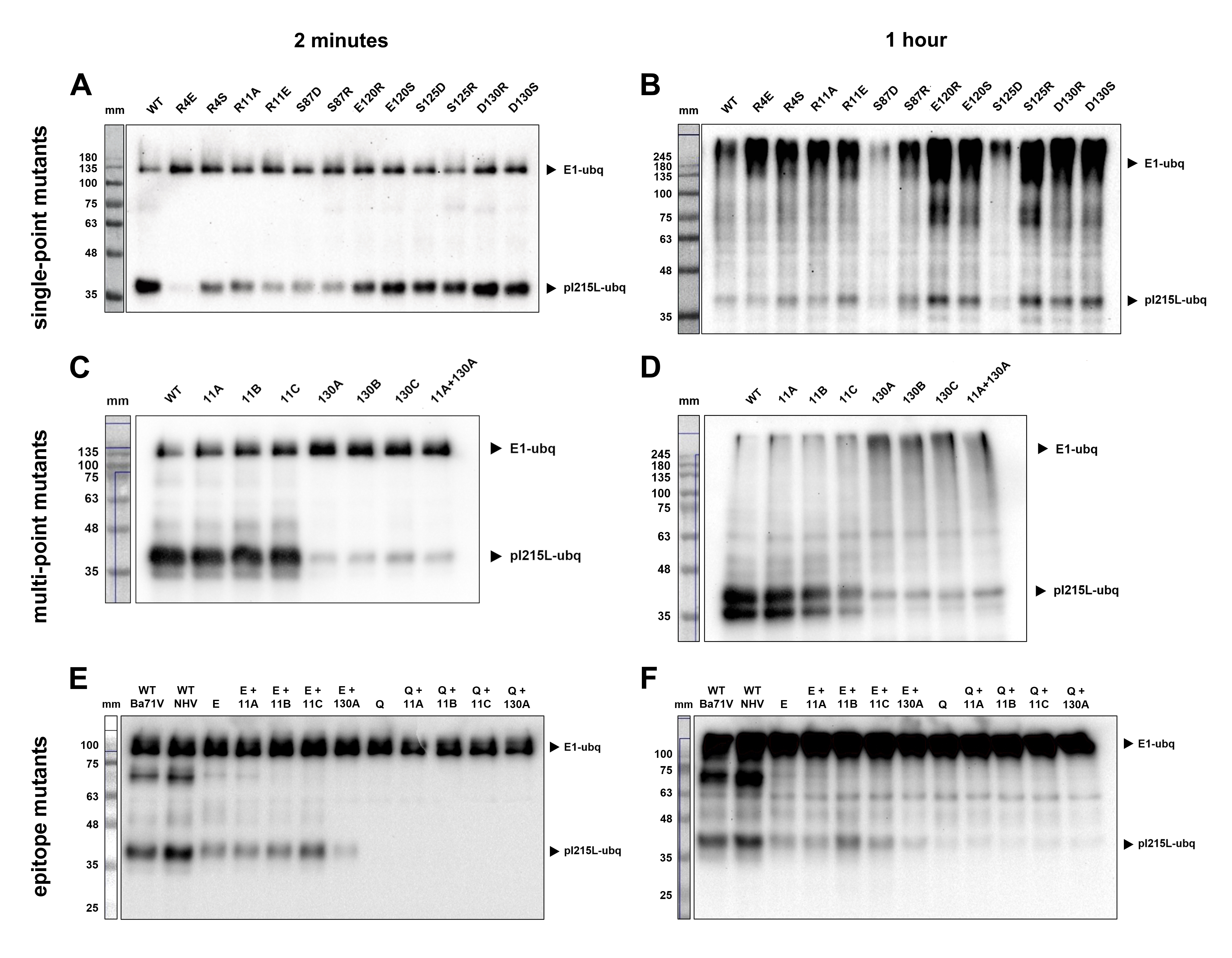 Figure 17