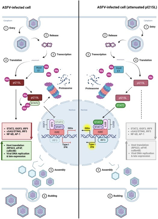 Figure 21