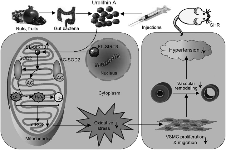 Figure 20