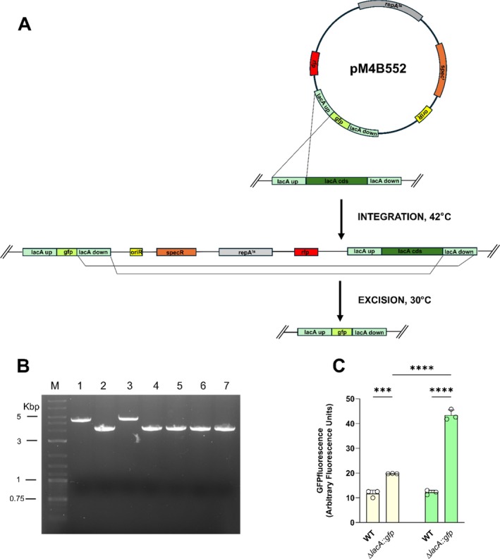 FIGURE 4