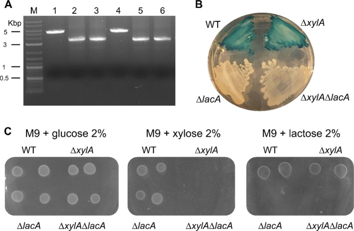 FIGURE 3