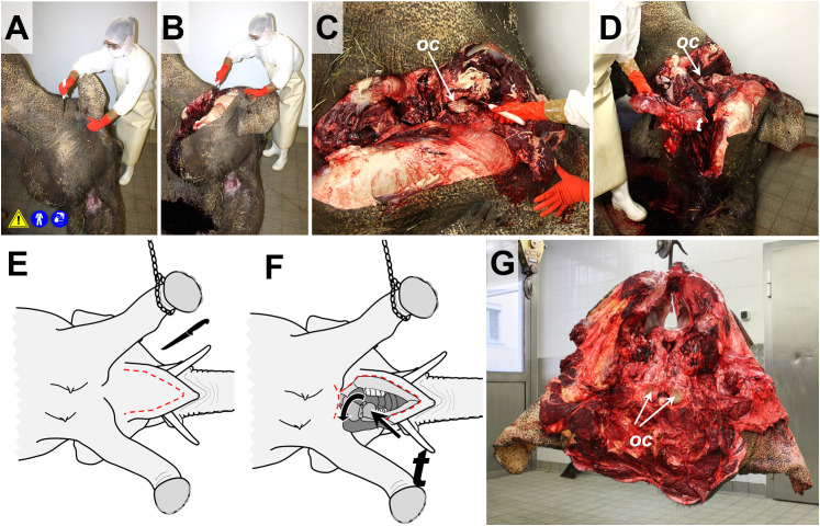 Fig 4