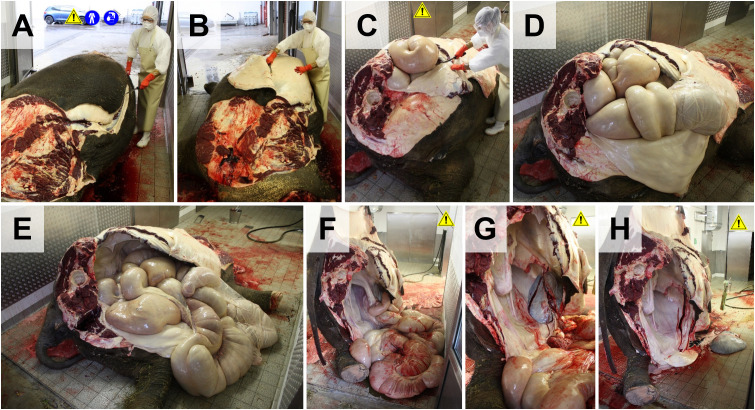 Fig 6