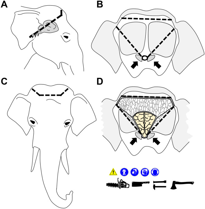 Fig 11