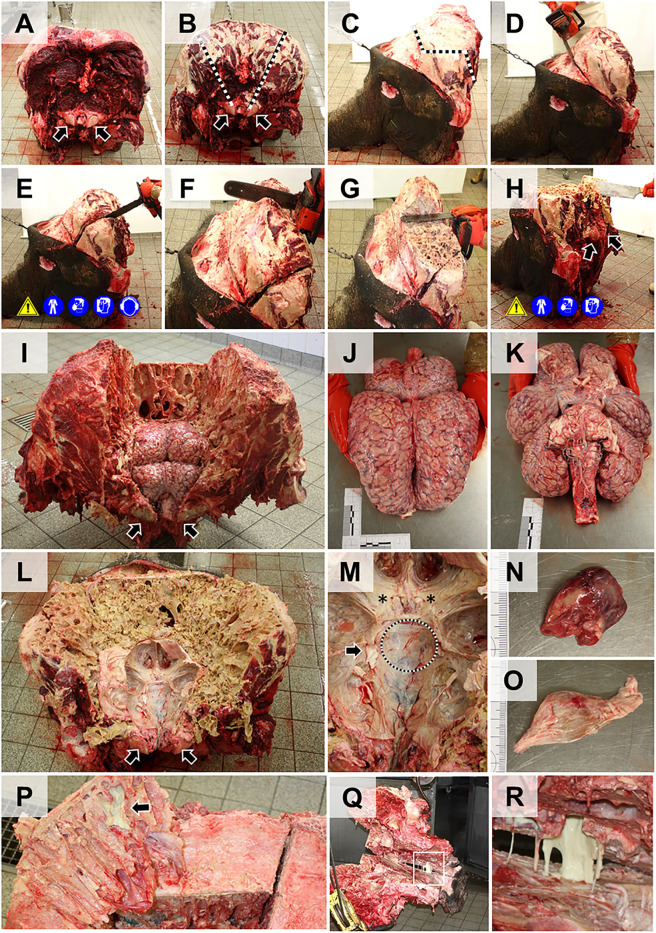 Fig 12