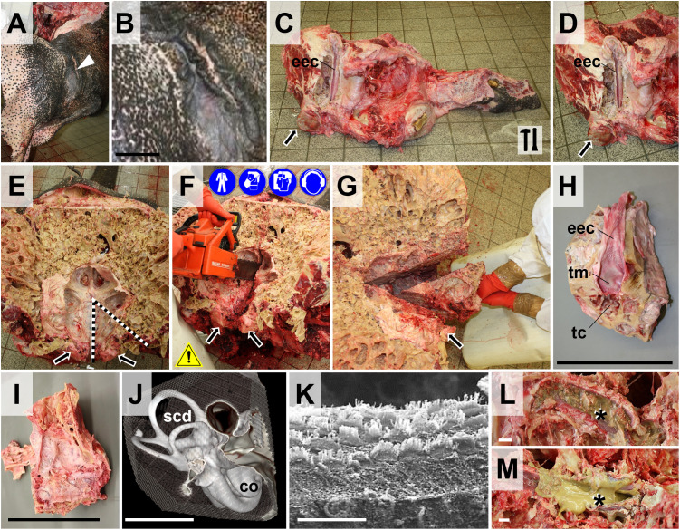 Fig 13