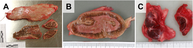 Fig 20