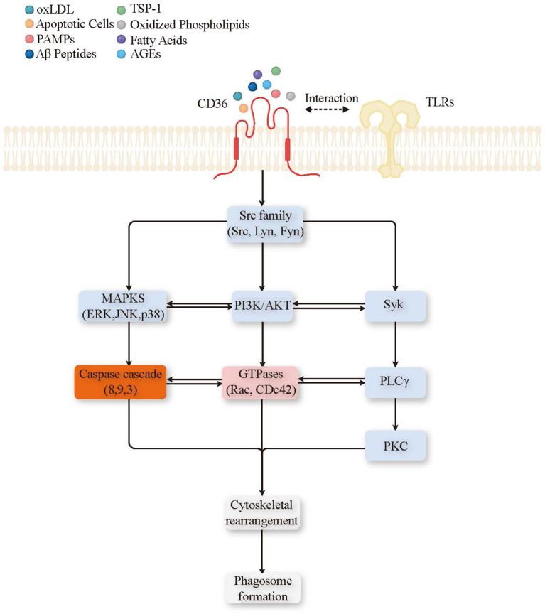 Figure 2