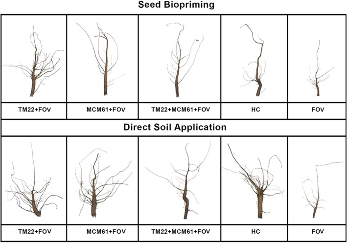 Figure 11
