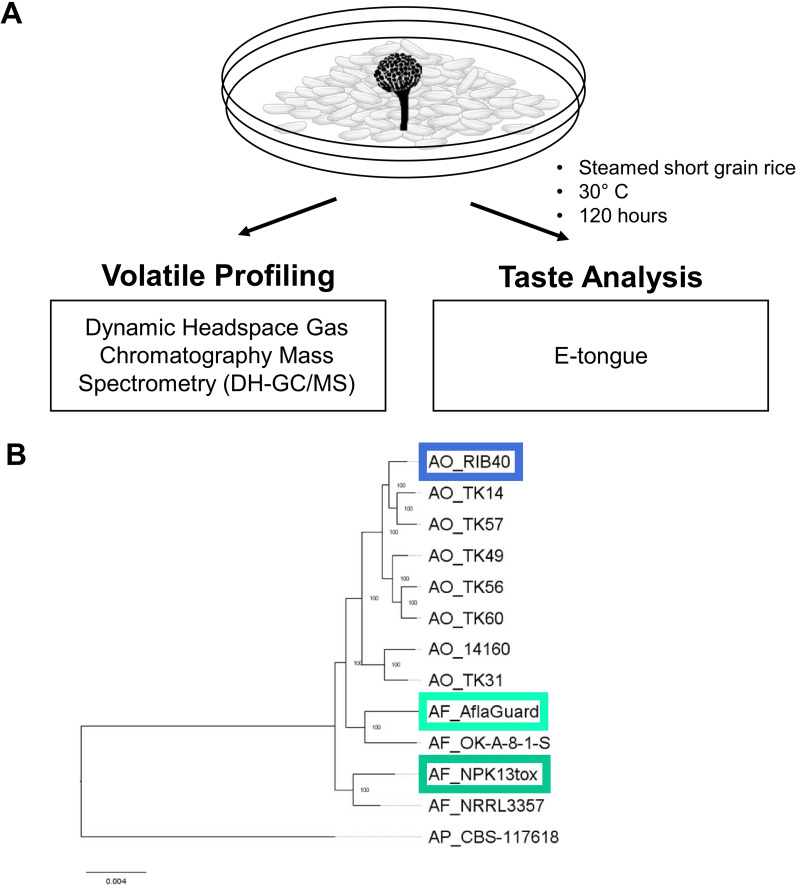 Figure 1