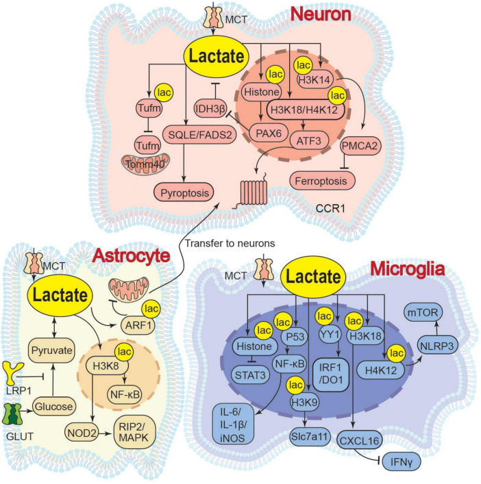 FIGURE 2