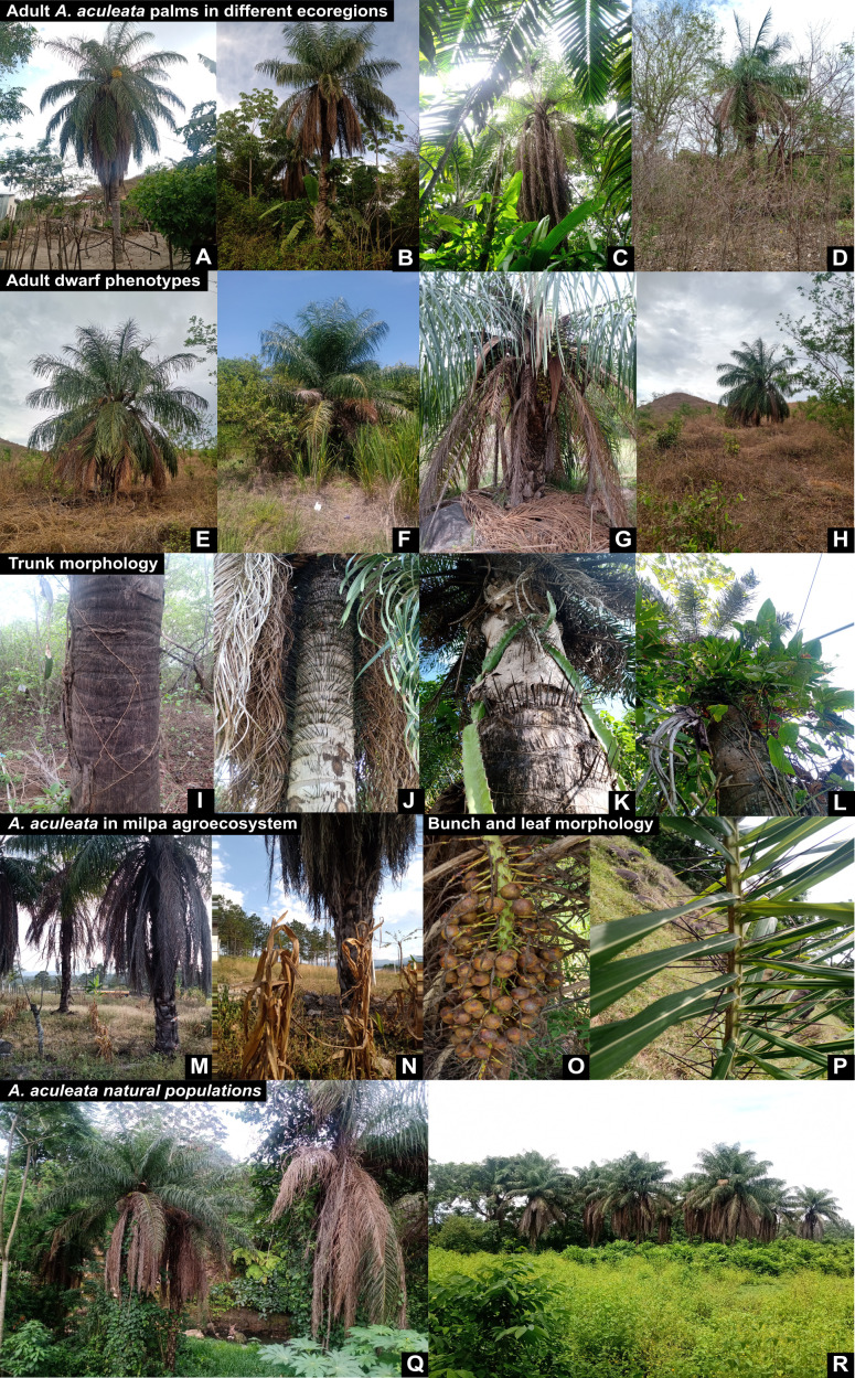 Figure 3