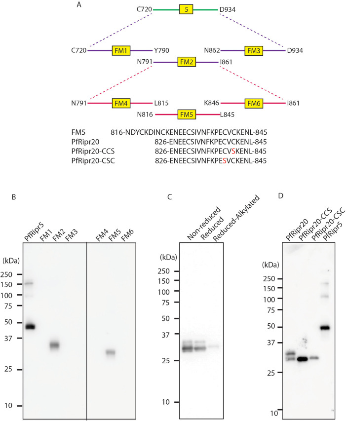 Figure 2