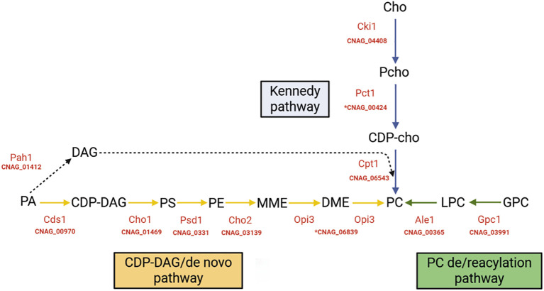 Figure 1
